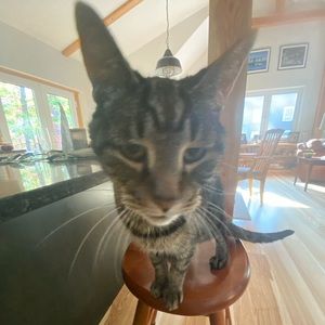 Meet your Posher, Will